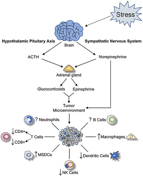 masturbation endorphine|NEUROENDOCRINE AND CARDIOVASCULAR RESPONSE TO。